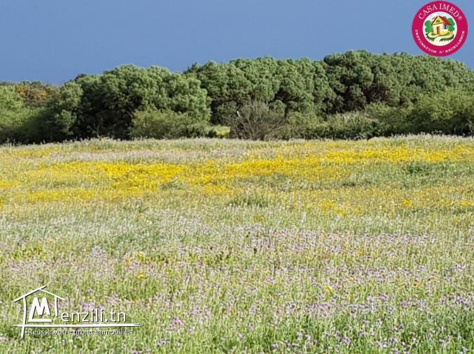 terrain pied dans l'eau à kerkouane pour plus d'info 26875066