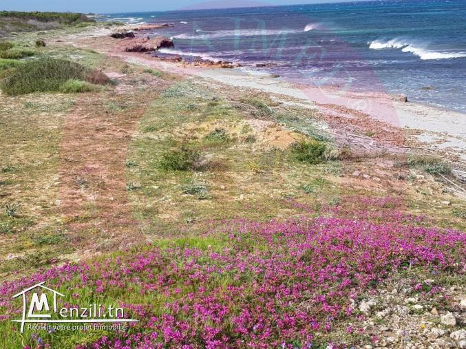 terrain a vendre à kerkouane pour plus d'info 26875066