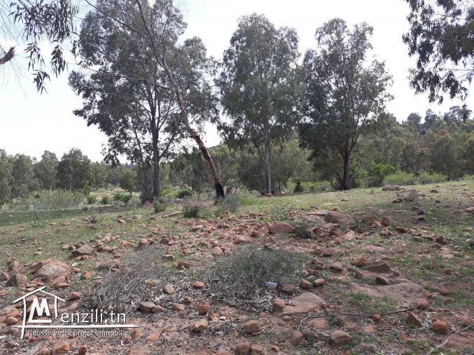 hectares de terrain terrain forestier avec titre foncier