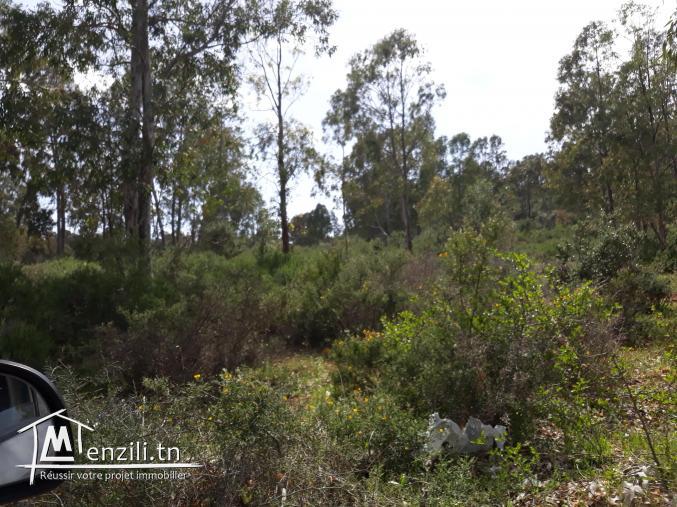 hectares de terrain terrain forestier avec titre foncier