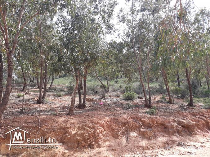 hectares de terrain terrain forestier avec titre foncier