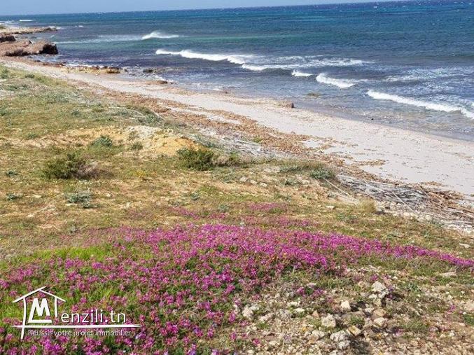 Terrain pied dans l'eau à kerkwene / kelibia