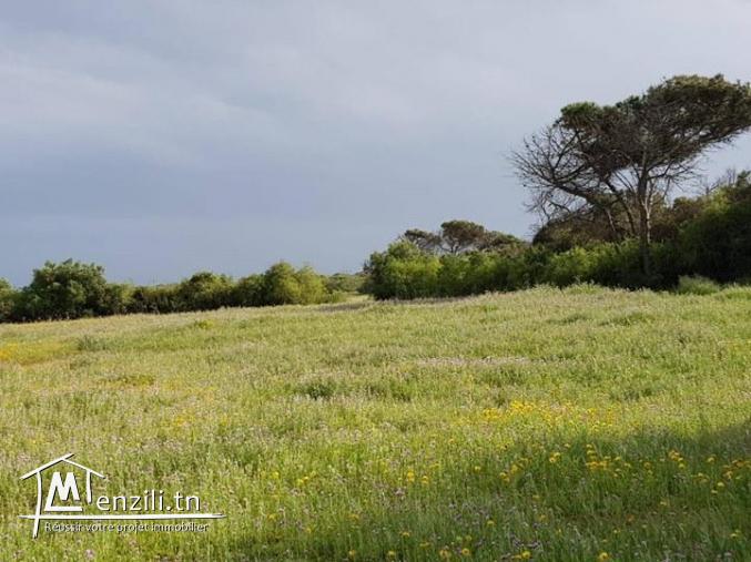 Terrain pied dans l'eau à kerkwene / kelibia