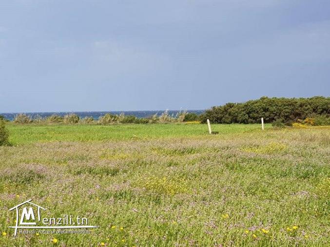 Terrain pied dans l'eau à kerkwene / kelibia