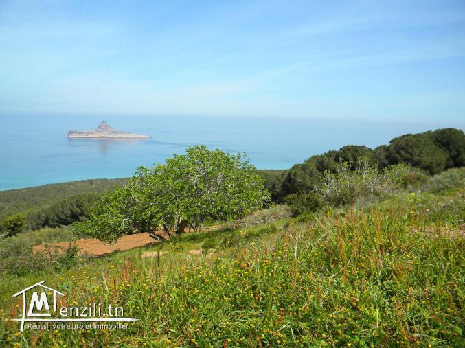 terrain rafraf plage