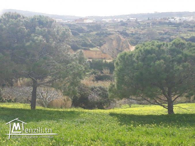 TERRAIN AGRICOL A RAFRAF