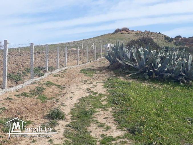 TERRAIN AGRICOL A RAFRAF