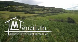 TERRAIN AGRICOL ENTRE RAFRAF ET RAS-JEBEL