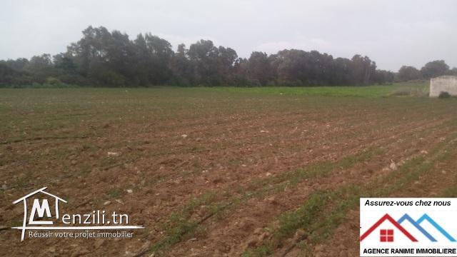 Terrain agricole de 18060m2 avec titre bleu