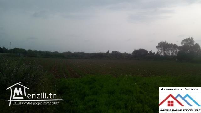 Terrain agricole de 18060m2 avec titre bleu