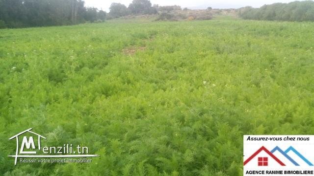 Terrain agricole de 18060m2 avec titre bleu
