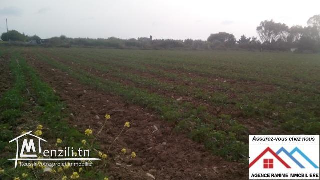 Terrain agricole de 18060m2 avec titre bleu