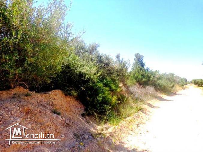 5773m² à Manaret Hammamet AD