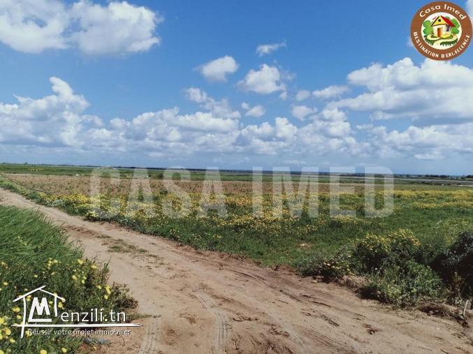 terrain a manzel horr