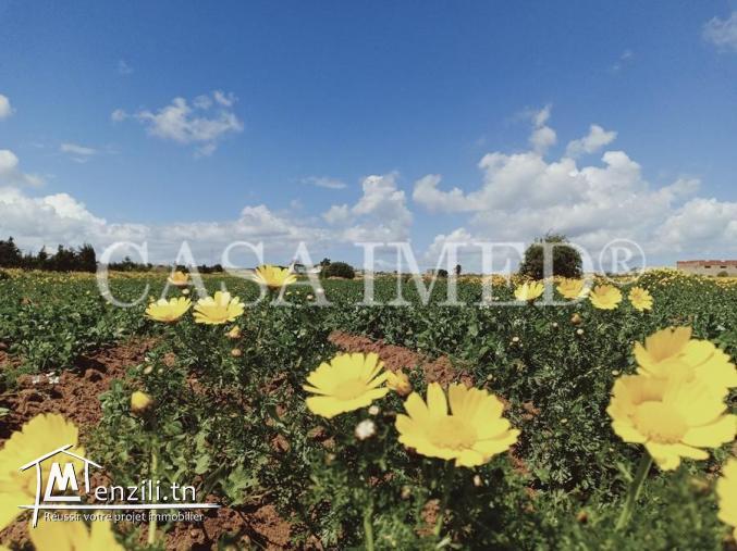 terrain a manzel horr