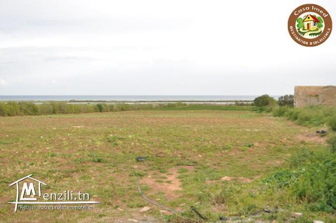 3 lots de terrain a lebna