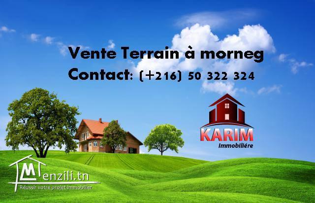 A vendre des terrains a Morneg