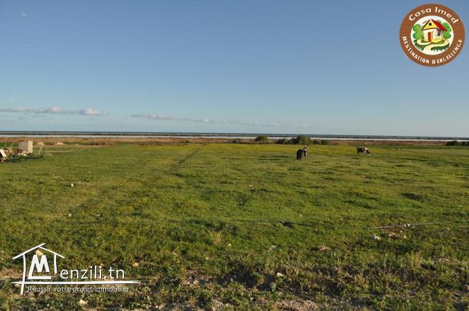 large terrain a tazarka