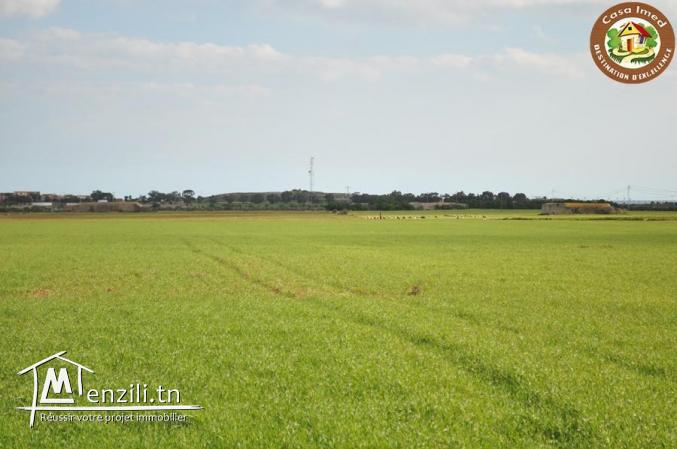 superbe terrain a tafeloune