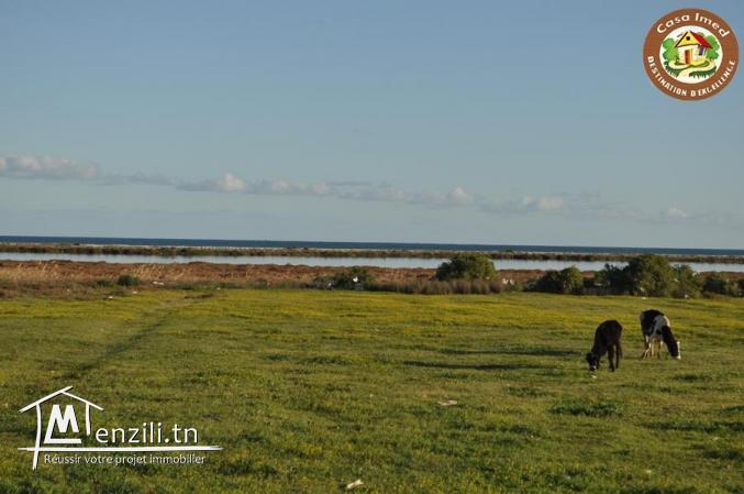 terrain commercial a tazarka