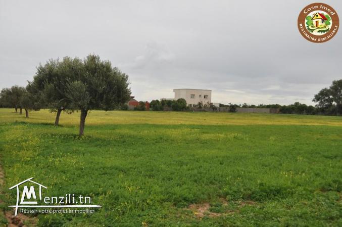 terrain a dharoufa de 1000m²