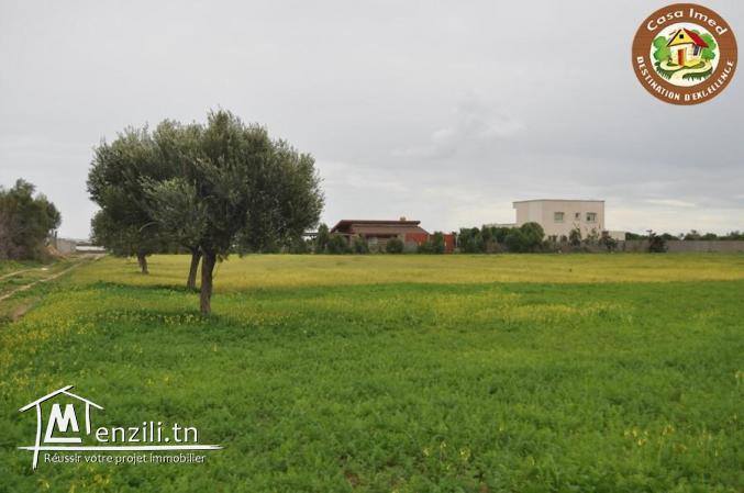 terrain a dharoufa de 1000m²