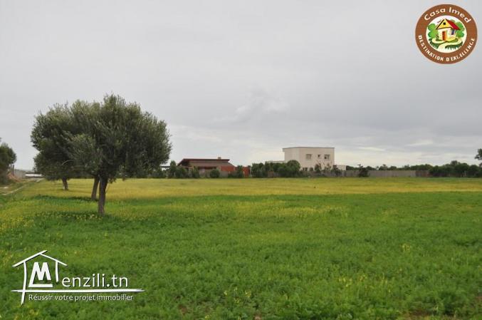 terrain a dharoufa de 1000m²