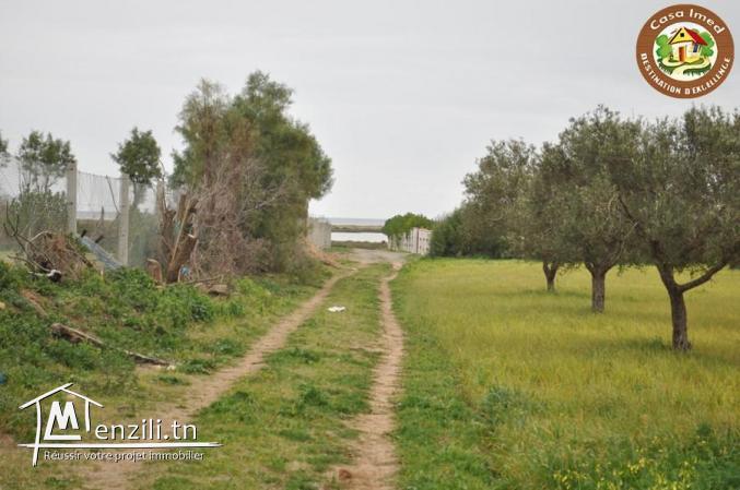terrain a dharoufa de 1000m²