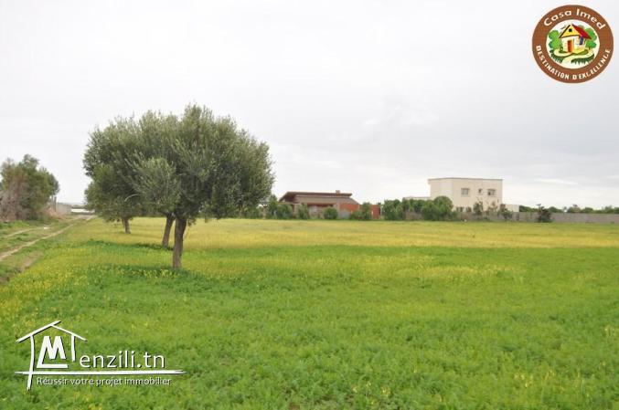 terrain a dharoufa de 1000m²