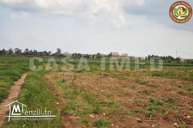 terrain agricole a lebna