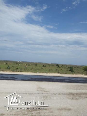a vendre un beau terrain a 1.5 km de hammamet sud