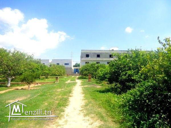 terrain route birbouragba 915m²