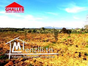 terrain à borj hfaiedh 2448m²