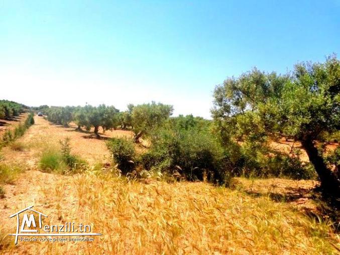 terrain à manaret hammamet 5773m²