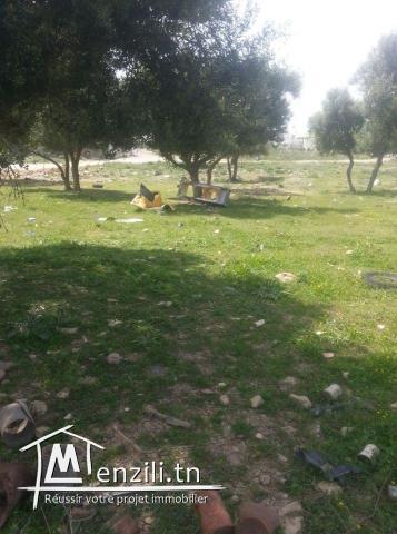 terrain a vendre à erriadh sousse