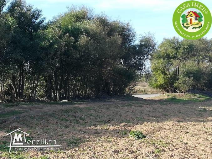 un lot à El haouaria 800 m à la plage