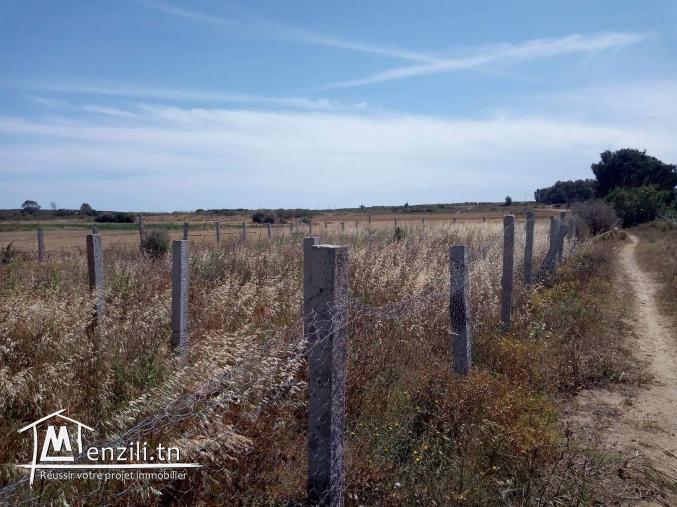 Terrain à Ferjoun (Haouaria) avec maison inachevé