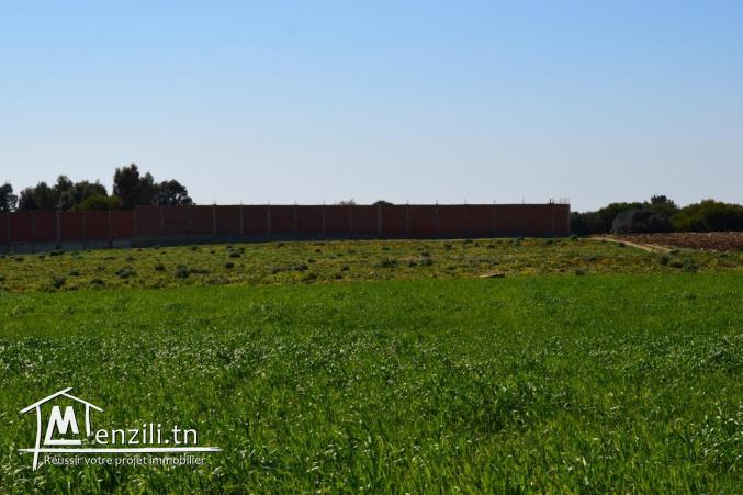 Terrain à vendre à centre ville kélibia