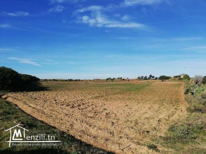 Terrain à vendre à El Haouaria