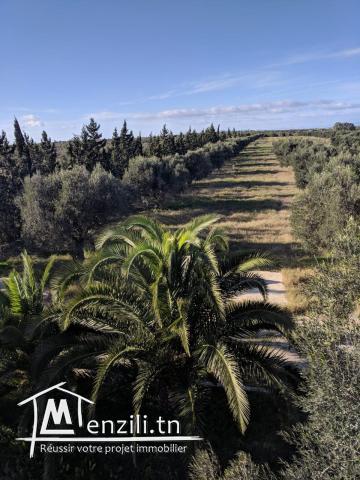 une magnifique Ferme agricole à Sidi BouAli de 7 Hectares