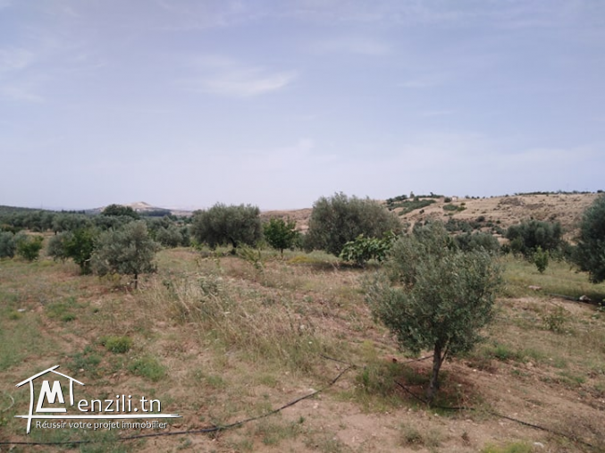 une ferme à Zaghouan bir hlima et maison s+2