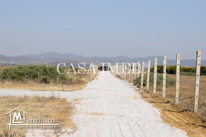 terrain à Hammamet de 250 m2