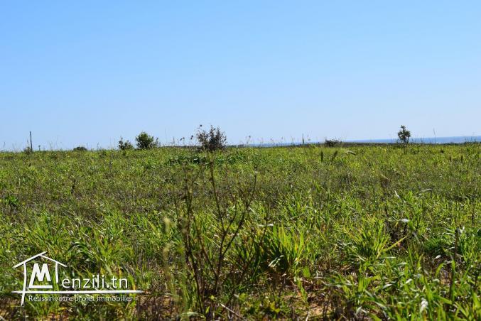 terrain a vendre à kélibia de surface 250m²