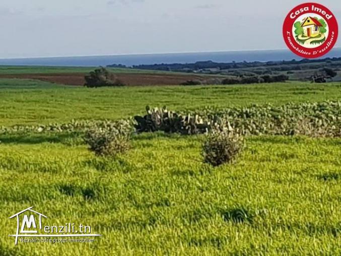 terrain a vendre à kélibia de surface 250m²