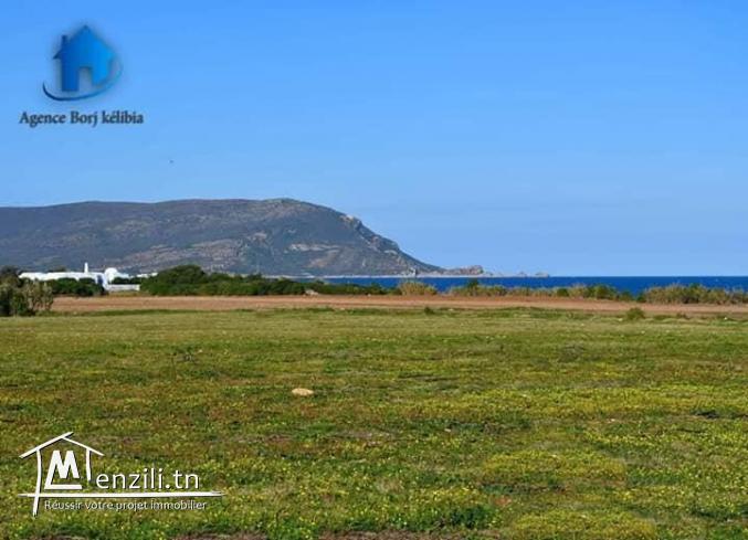 borj kelibia met en vente terrain a dar allouch 95829120