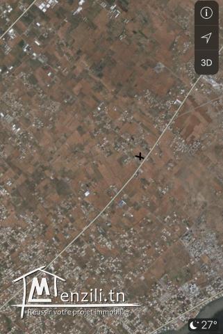 TERRAIN 12436 m Sfax route de saltnia km 8,5.