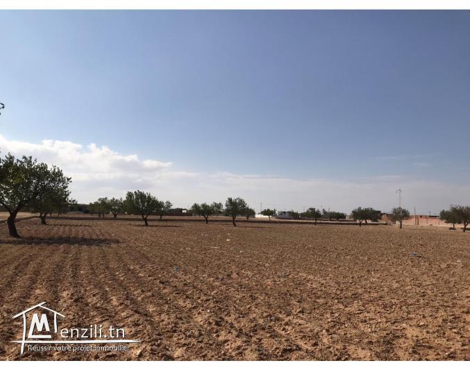 TERRAIN 12436 m Sfax route de saltnia km 8,5.
