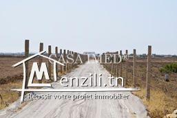 Terrain à hammamet prix 21 mille dt 