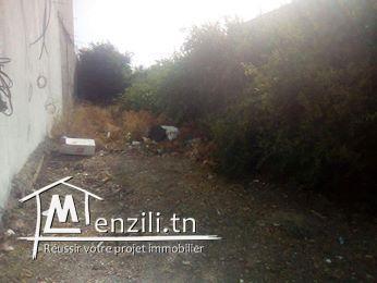 terrain - Chat mariem