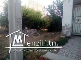 terrain - Chat mariem